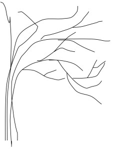 tree skeleton